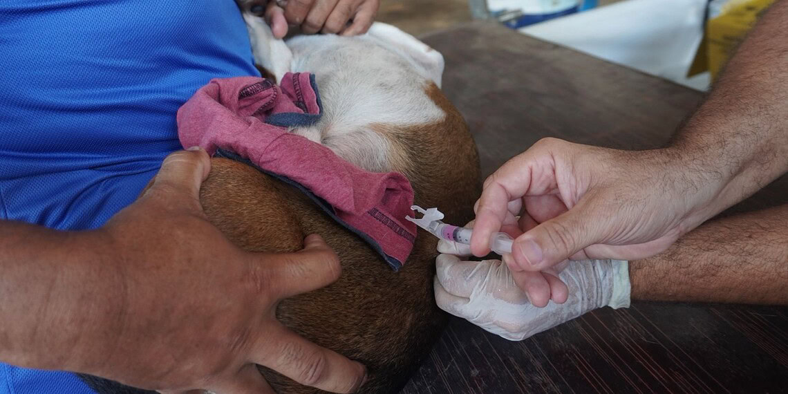 Mais de mil cães e gatos são vacinados contra a raiva em ação realizada no fim de semana em Rio Branco 1 Mais de mil cães e gatos são vacinados contra a raiva em ação realizada no fim de semana em Rio Branco