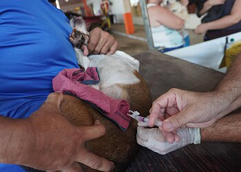 Mais de mil cães e gatos são vacinados contra a raiva em ação realizada no fim de semana em Rio Branco
