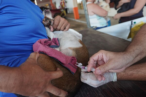 Mais de mil cães e gatos são vacinados contra a raiva em ação realizada no fim de semana em Rio Branco