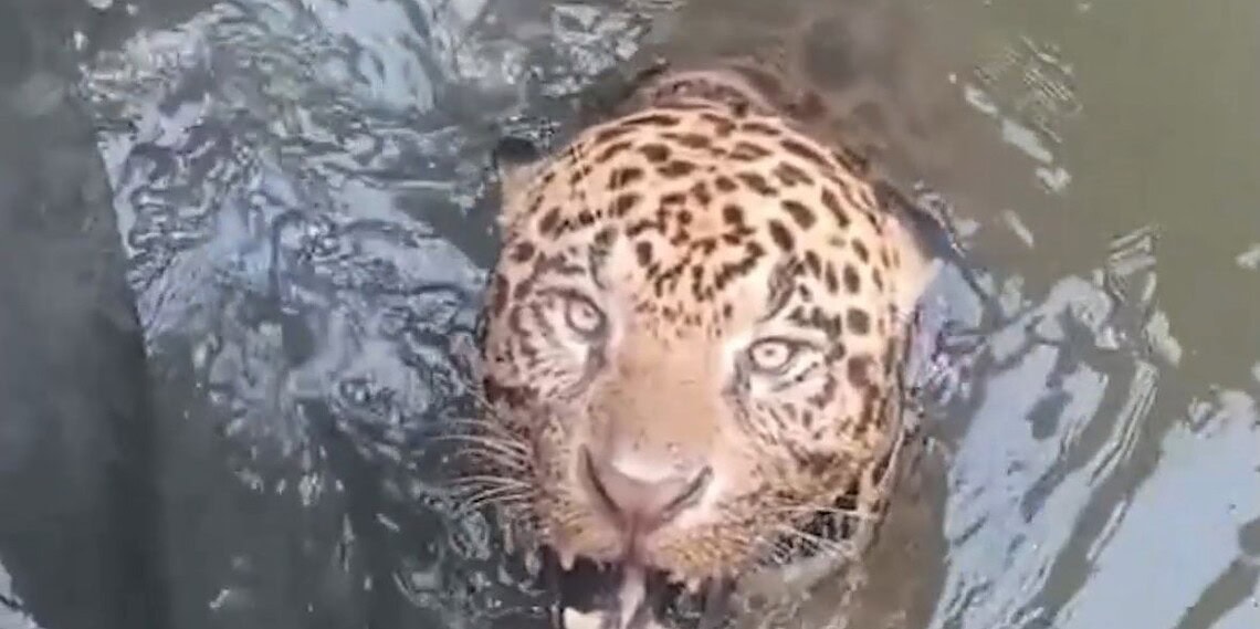 Onça-pintada fica presa em usina e mobiliza bombeiros. Vídeo 1 Foto: Reprodução