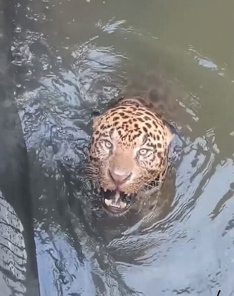 Onça-pintada fica presa em usina e mobiliza bombeiros. Vídeo