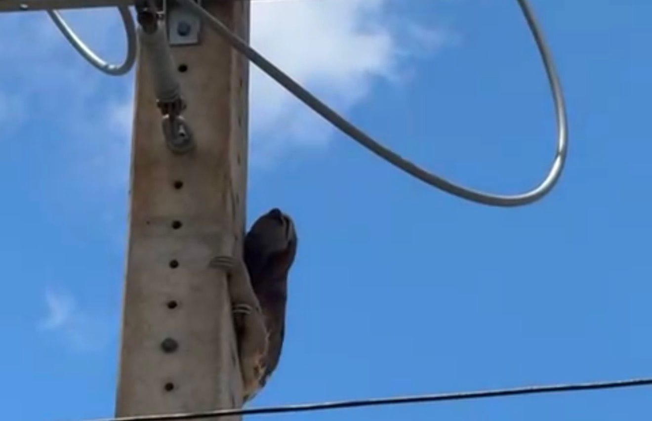 Mais de 2,8 mil ocorrências com animais na rede elétrica foram registradas no Acre em 2025