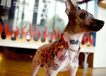 Projeto quer proibir tatuagens e piercings em animais em Rio Branco e prevê multa de R$ 5 mil