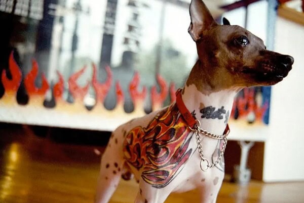 Projeto quer proibir tatuagens e piercings em animais em Rio Branco e prevê multa de R$ 5 mil