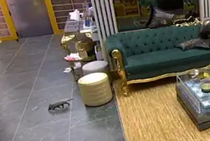 VÍDEO: Gambá entra na casa do BBB 26 e produção é acionada