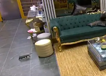 Animal foi flagrado circulando na casa mais vigiada do Brasil.