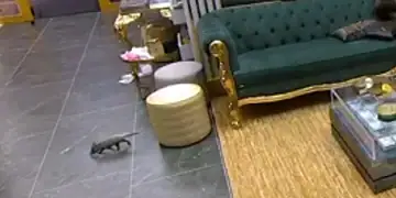 Animal foi flagrado circulando na casa mais vigiada do Brasil.