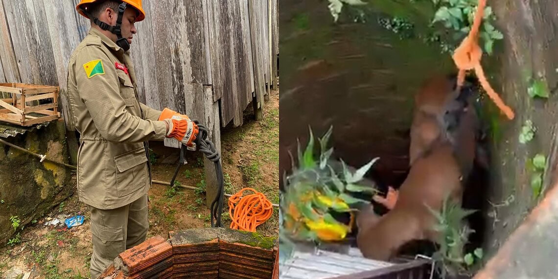 VÍDEO: Corpo de Bombeiros resgata cão após queda em poço de 8 metros no interior do Acre 1 VÍDEO: Corpo de Bombeiros resgata cão após queda em poço de 8 metros no interior do Acre