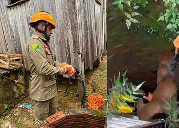 VÍDEO: Corpo de Bombeiros resgata cão após queda em poço de 8 metros no interior do Acre