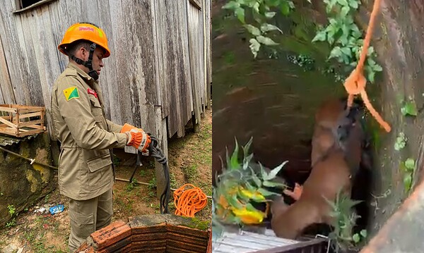 VÍDEO: Corpo de Bombeiros resgata cão após queda em poço de 8 metros no interior do Acre