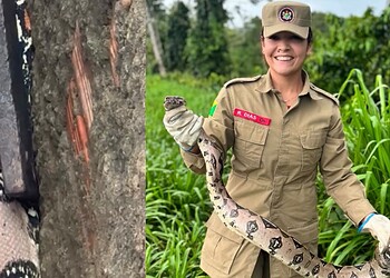 VÍDEO: Jiboia de 1,5 metro é encontrada na rua e capturada pelos Bombeiros no Acre