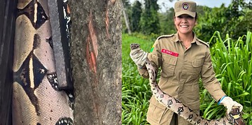 VÍDEO: Jiboia de 1,5 metro é encontrada na rua e capturada pelos Bombeiros no Acre