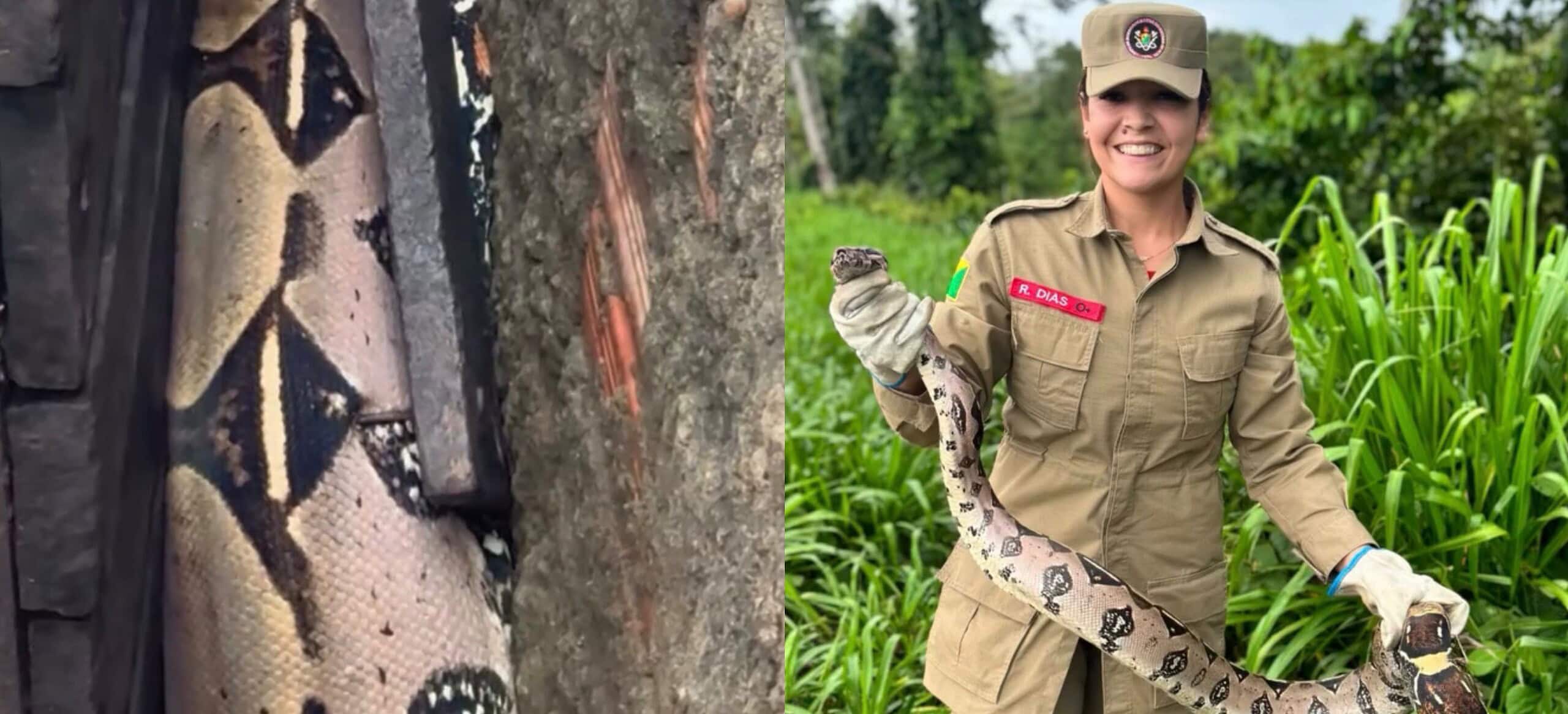 VÍDEO: Jiboia de 1,5 metro é encontrada na rua e capturada pelos Bombeiros no Acre