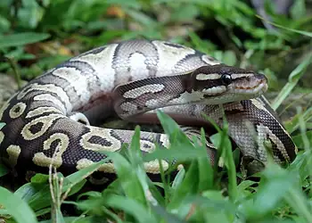 Sangue de píton pode inspirar novo remédio contra obesidade. Entenda 2 Foto: kuritafsheen77/Freepik