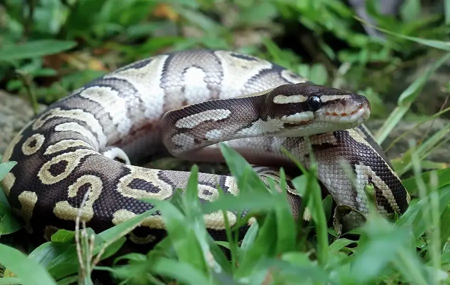 Foto: kuritafsheen77/Freepik