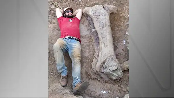 Dinossauro "pescoçudo" de 120 milhões de anos é descoberto no Brasil