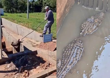 Bombeiros resgatam jacaré preso em estação de esgoto