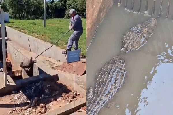 Bombeiros resgatam jacaré preso em estação de esgoto