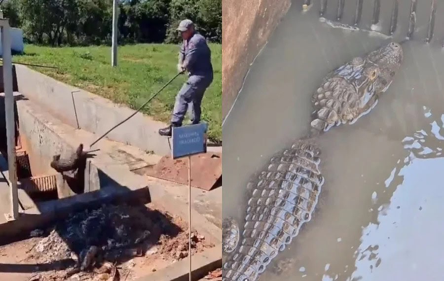 Bombeiros resgatam jacaré preso em estação de esgoto 1 Bombeiros resgatam jacaré preso em estação de esgoto