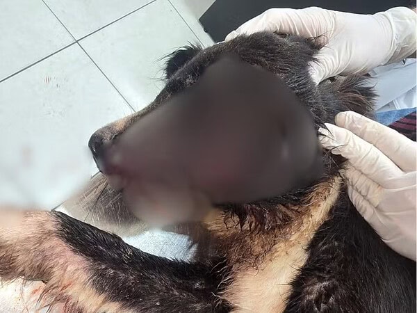 MP investiga denúncia de maus-tratos a animal no canil municipal no Acre