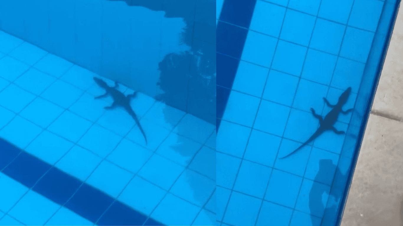 VÍDEO: Jacaré é flagrado dentro de piscina de casa em Rio Branco e surpreende moradores