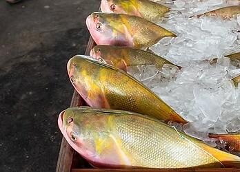 Feira do Peixe deve movimentar 8 toneladas de pescado em Cruzeiro do Sul 2 Feira do Peixe deve movimentar 8 toneladas de pescado em Cruzeiro do Sul