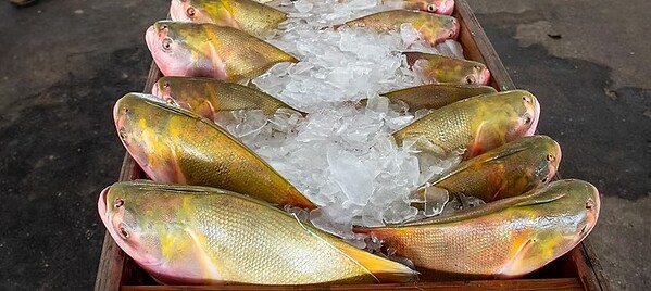 Feira do Peixe deve movimentar 8 toneladas de pescado em Cruzeiro do Sul