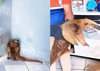 Vídeo: Tamanduá é resgatado dentro de loja de celulares no Acre