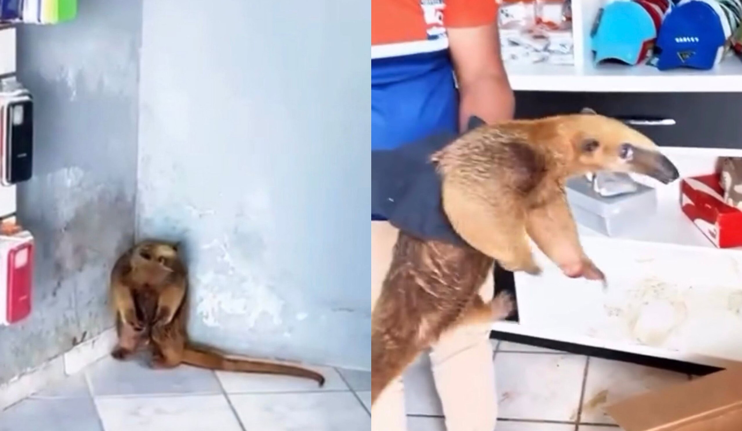 Vídeo: Tamanduá é resgatado dentro de loja de celulares no Acre